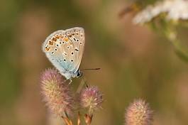 Naklejka las pole natura motyl kwiat