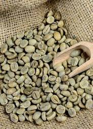 Fotoroleta ameryka południowa świeży rolnictwo kawa arabica