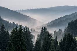 Fotoroleta piękny fala wzgórze krajobraz las