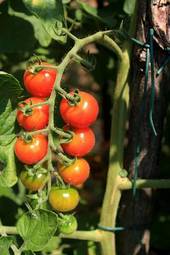 Fototapeta pomidor owoc roślina ogród