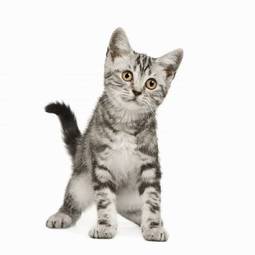 Obraz na płótnie kociak kot zwierzę oko
