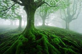 Plakat las mech pejzaż drzewa