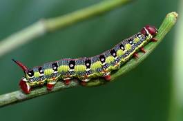 Naklejka jedzenie ogród fauna roślina natura