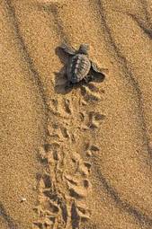 Plakat plaża zwierzę żółw droga morze