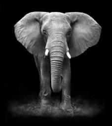 Fotoroleta słoń