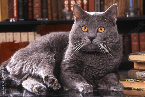 Fotoroleta kot zwierzę inspiracja literatura zafascynowany