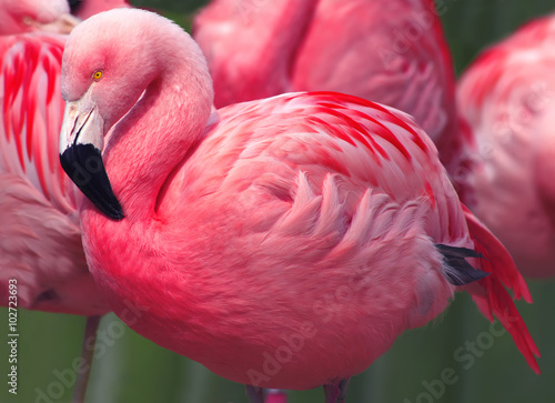 Fotoroleta ptak flamingo piękny dziki stado