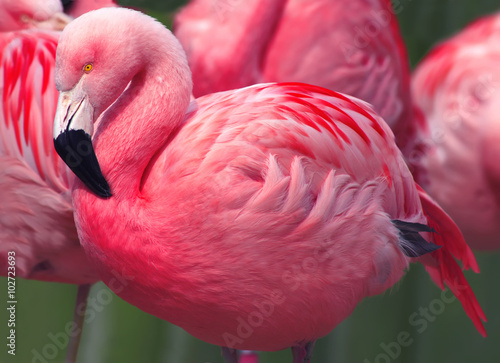 Fototapeta ptak flamingo piękny dziki stado