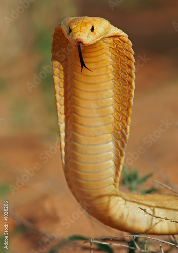 Plakat usta gad wąż