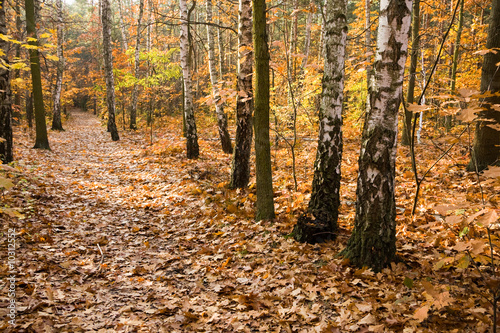 Fototapeta natura ścieżka droga