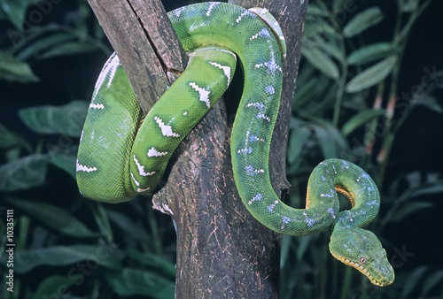 Naklejka zwierzę gad wąż natura zielony