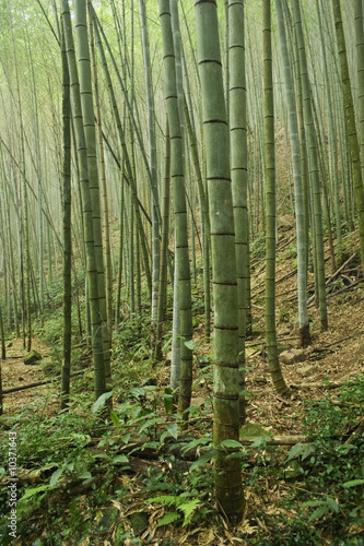 Fotoroleta las azja chiny natura bambus