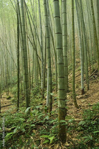 Obraz na płótnie las azja chiny natura bambus