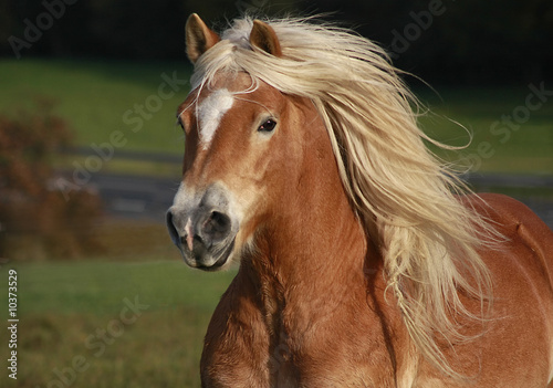 Fototapeta pole koń natura