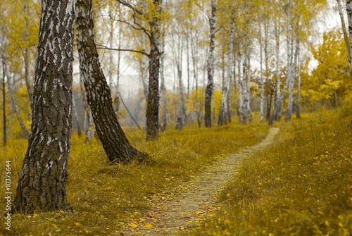 Naklejka park brzoza jesień natura las