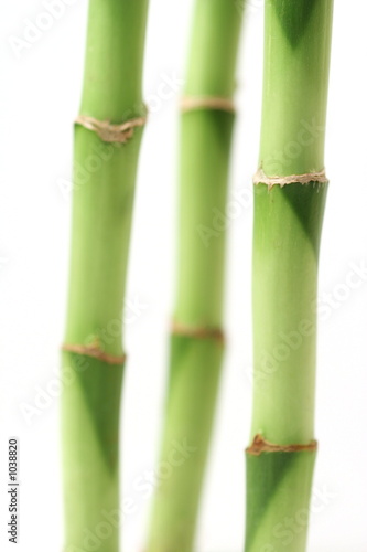 Fototapeta bambus japonia natura