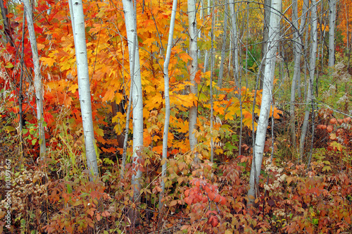 Fototapeta bezdroża natura park las piękny