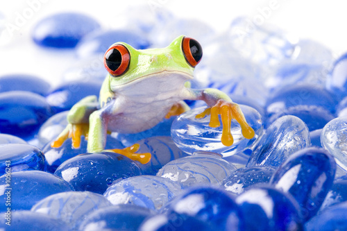 Naklejka zwierzę płaz żaba