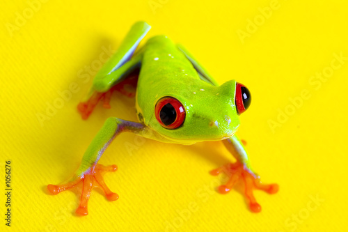 Fototapeta płaz zwierzę żaba red eye 