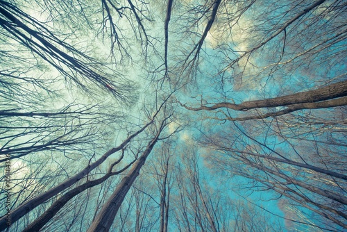 Naklejka drzewa niebo natura