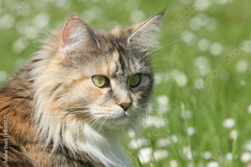 Fotoroleta Main coon na trawie