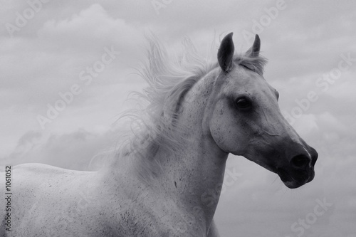 Fototapeta ssak spokojny klacz arabski arabian