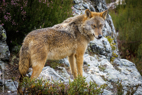 Naklejka krzew zwierzę natura dziki ssak