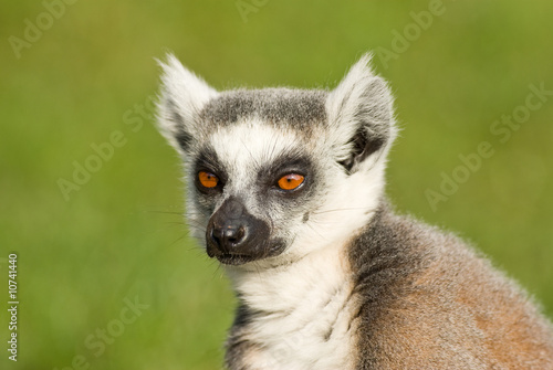 Naklejka portret ssak małpa