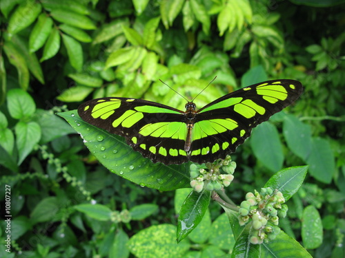 Fotoroleta kwiat fauna zwierzę natura brazylia