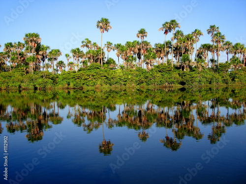 Fototapeta słońce tropikalny palma brazylia relaks