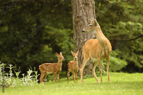 Fotoroleta ssak natura zwierzę drzewa trawiasta