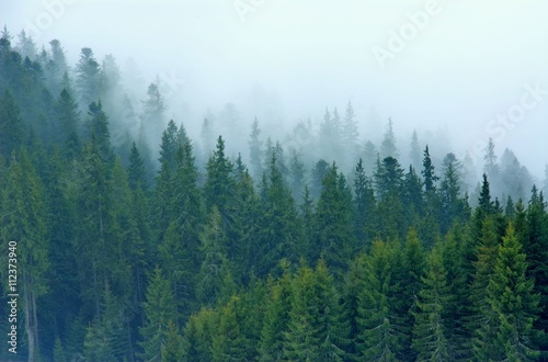 Fotoroleta drzewa góra natura pejzaż park