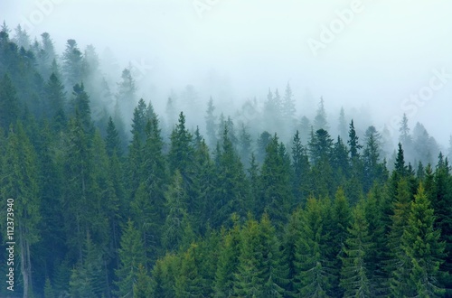 Obraz na płótnie drzewa góra natura pejzaż park
