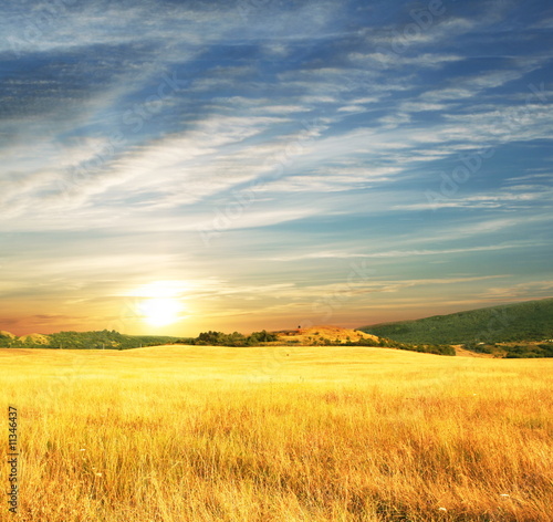 Plakat pszenica pejzaż wiejski lato pole