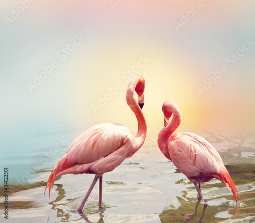 Fototapeta Two Flamingos near water