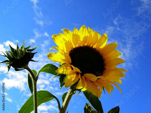 Fotoroleta słonecznik kwiat słońce lato niebo