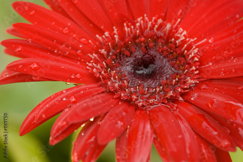 Naklejka roślina stokrotka woda gerbera