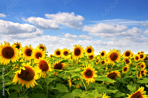 Plakat lato pyłek roślina spokojny słońce