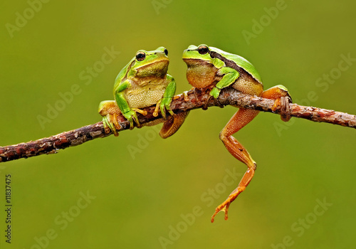 Plakat płaz żaba zwierzę natura skok