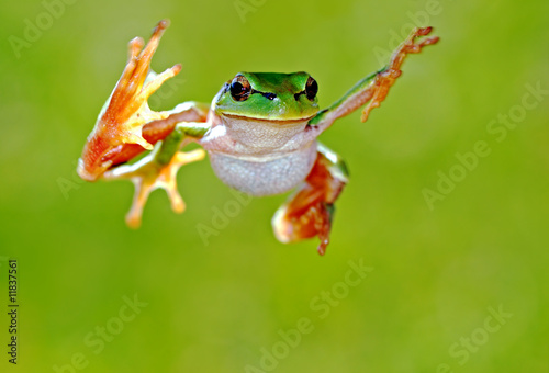 Fotoroleta natura żaba płaz