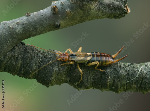 Fotoroleta zwierzę ogród natura las częsty