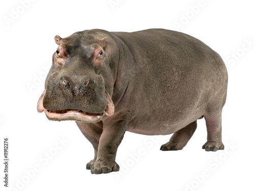 Obraz na płótnie zwierzę ssak hipopotam