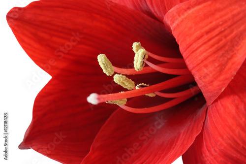 Plakat kwiat kwitnący tropikalny liliowiec tło