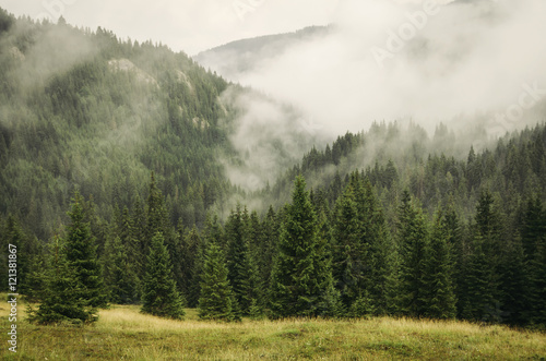 Fotoroleta fog covering fir trees forest in mountain landscape