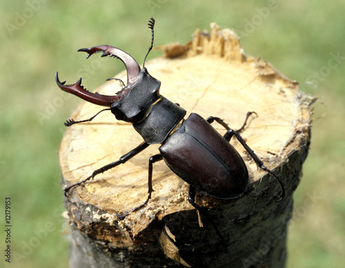 Fototapeta zwierzę owad ochrona