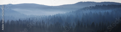 Fotoroleta panorama niedźwiedź las leśnik