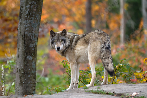 Naklejka portret natura kanada zwierzę ssak