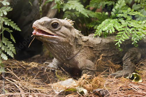 Obraz na płótnie dinozaur natura oko