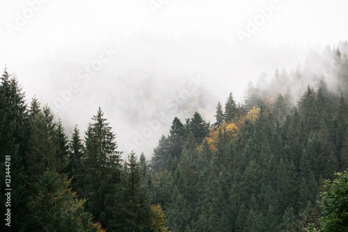 Fotoroleta natura pejzaż las