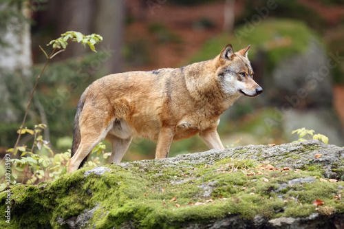 Fotoroleta dziki europa natura super niebezpieczny